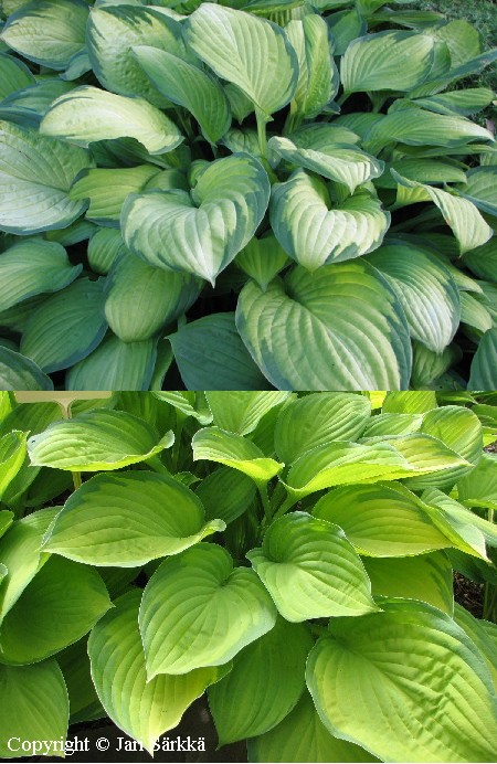  Hosta Fortunei Gold Standard